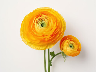 yellow flower bouquet isolated on transparent background, transparency image, removed background