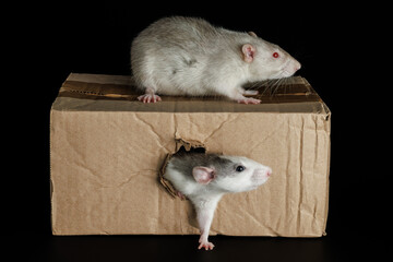 A colored rat comes out of a hole. A gray mouse sits on a cardboard box. Pests isolated on a black background for lettering