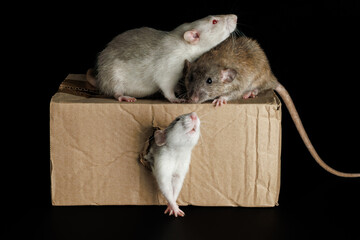 A colored rat comes out of a hole. Gray and brown mice sit on a cardboard box. Pests isolated on a...