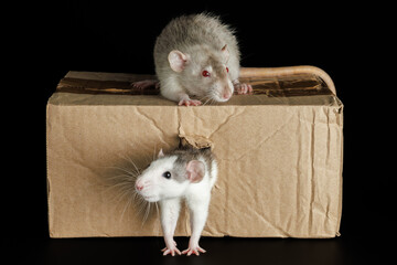Obraz premium A colored rat comes out of a hole. A gray mouse sits on a cardboard box. Pests isolated on a black background for lettering