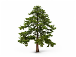 Fototapeta premium redwood tree isolated on transparent background, transparency image, removed background