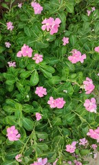 FLORES, ARBUSTO FOLLAGE, NATURALEZA, AIRE LIBRE