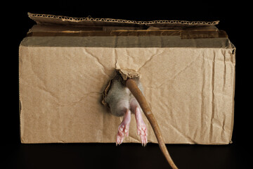 The rat hides in a hole. A mouse climbs into a cardboard box. Back view. Pest isolated on a black...