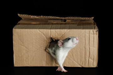 A colored rat comes out of a hole in a cardboard box. The mouse gnawed through the hole. Pest...
