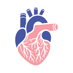 Human heart and Blood flow