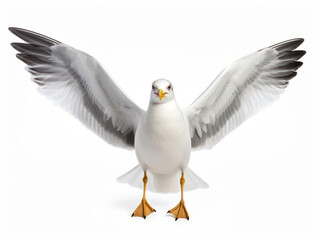 seagull isolated on transparent background, transparency image, removed background