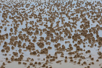 Close up of lugworms mounds on the east coast beach as the tide goes out. The coastal habitat of...
