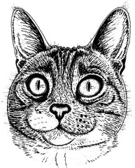 Portrait cat sketch. Pet animal face. Surprised domestic kitten. Hand drawn vector illustration.