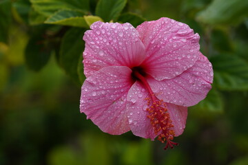 Hibiskusblüte (rosa) mit Regentropfen © G_Hamburg