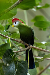 Obraz premium Red-crested turaco (Tauraco erythrolophus)