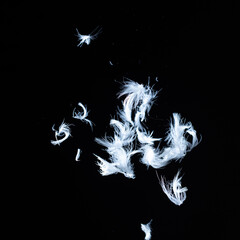 Floating Feathers Against a Dark Background in High Contrast