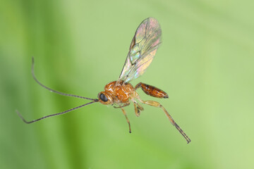 Parasitoid (ichneumonid wasp) of Olive Fruit fly- Bactrocera oleae, one of the most important olive pests.