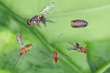 Olive Fruit fly- Bactrocera oleae: one of the most important olive pests and it parasitoid (ichneumonid wasp). 