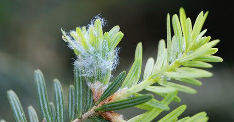 Balsam twig aphid or Silver fir aphids (Mindarus abietinus) feeding on cause damage twisted and...