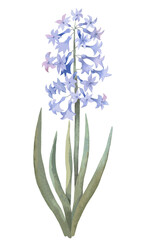 Obraz premium Blue Hyacinth flower. Watercolor illustration, postcard.