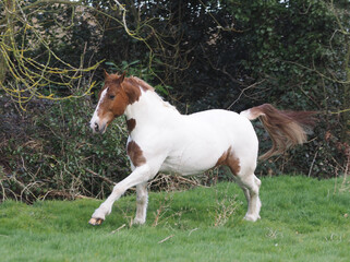 Pretty Horse Cantering