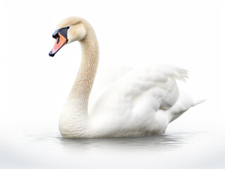 swan isolated on transparent background, transparency image, removed background