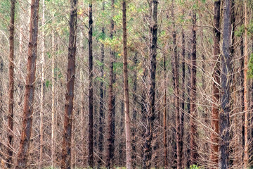 Photograph of bushfire affected trees in a Pine Forest in the Central Tablelands of New South Wales in Australia
