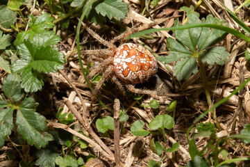 Large Spider Camouflaged Amongst Grass in Natural Habitat