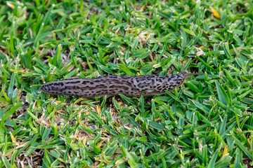Photograph of a large Leopard Slug crawling on green grass in a domestic garden in the Blue Mountains in Australia