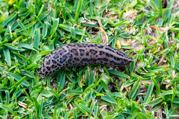 Photograph of a large Leopard Slug crawling on green grass in a domestic garden in the Blue Mountains in Australia