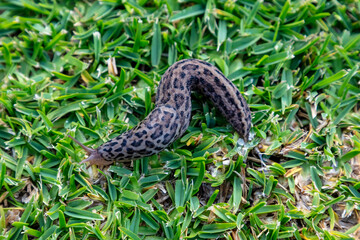 Photograph of a large Leopard Slug crawling on green grass in a domestic garden in the Blue Mountains in Australia