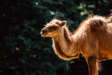  light illuminates a camel's gentle expression, showcasing its calm demeanor in a natural habitat