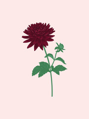 Maroon Dahlia with Bud Illustration