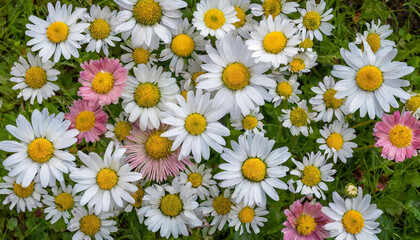 whimsical daisy flowers background