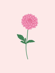 Pink Dahlia Illustration