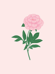 Pink Peony Illustration