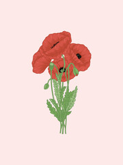 Poppy Bouquet Illustration