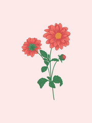 Red Dahlia with Bud Illustration