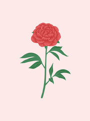 Red Peony Illustration