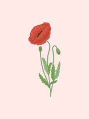 Red Poppy with Bud and Withered Flower Illustration