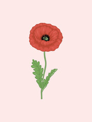 Red Poppy Illustration