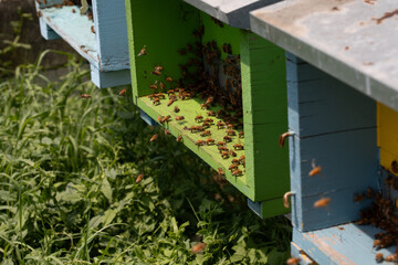 Bees Active at Hive Entrance