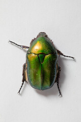 Iridescent Green Beetle on White Background