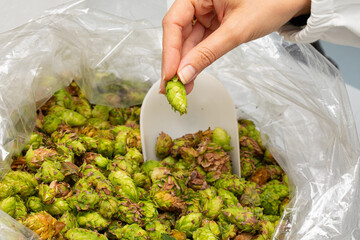 Hand Selecting Fresh Hops for Brewing