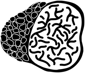 truffle illustration food silhouette sweet logo chocolate icon dessert outline roll cake mushroom cookies peanut candy cocoa brown delicious shape dark snack tasty for vector graphic background