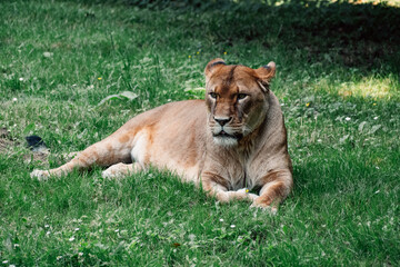 Watchful lioness lying in the grass, embodying the tranquil yet attentive spirit of the wild