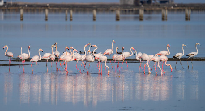 Flamingos and Birds at Bahia del Fangar, Delta del Ebro