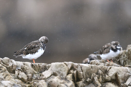 Two Common Turnstones stand on jagged rocks under falling rain, with their distinctive plumage contrasting the grey scene