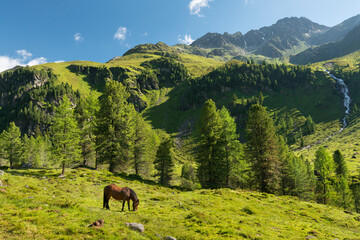 Pferd im Debanttal, Nationalpark Hohe Tauern, Osttirol, Tirol, Österreich - obrazy, fototapety, plakaty