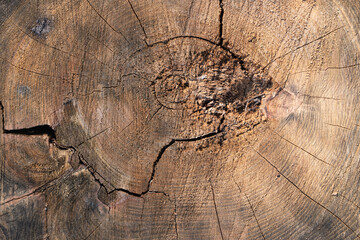 Texture of a wooden stump with cracks