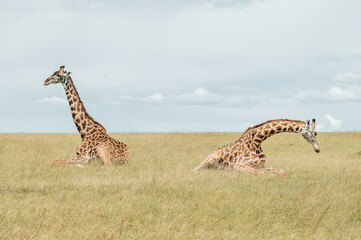 giraffe in the Maasai Mara savannah resting