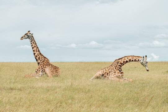 giraffe in the Maasai Mara savannah resting - Powered by Adobe