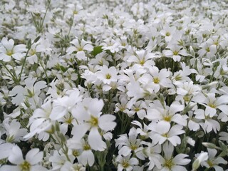 white spring flowers