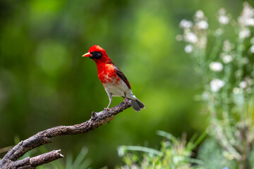 The red-headed weaver (Anaplectes rubriceps) is a bird commonly found in eastern and southern...