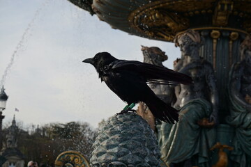 closeup on a black raven perched on the fountain of the place de la concorde in downtown paris,...